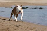 AMSTAFF ADULT 189